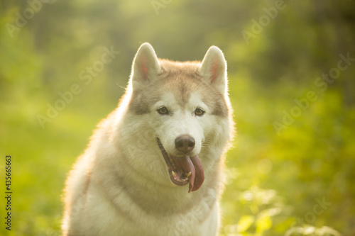 Cute beautiful siberian husky dog sitting in green grass on sunset background and yellow sunny backlight