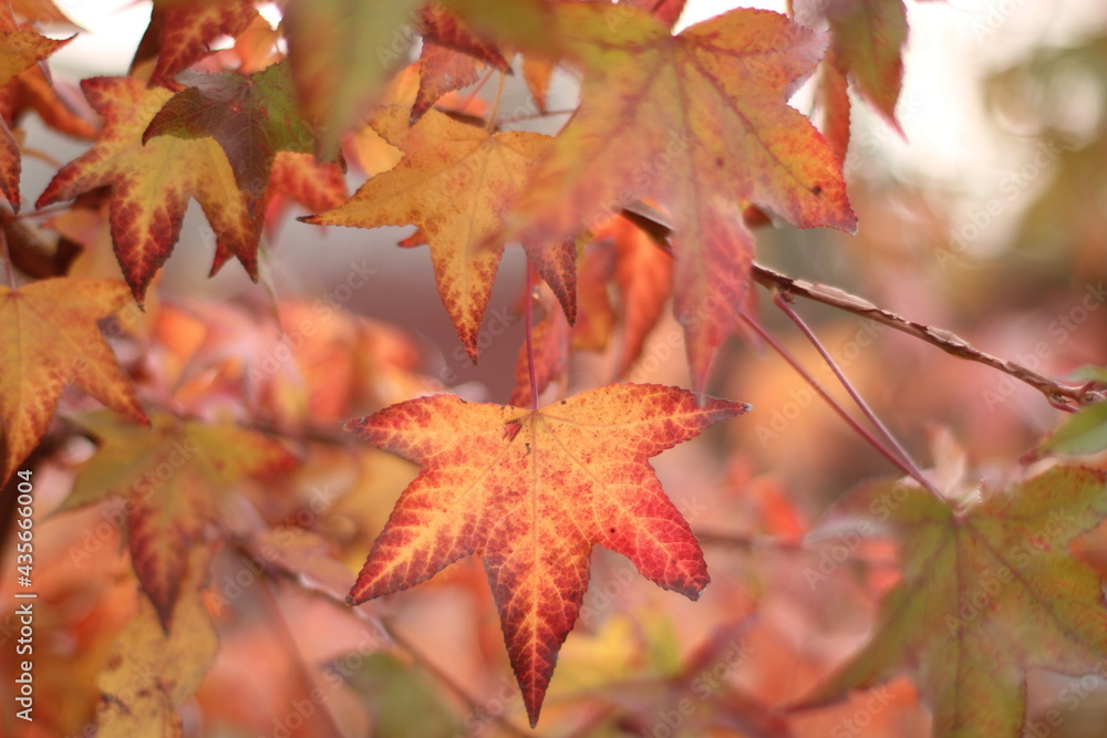 red maple leaves red maple leaves