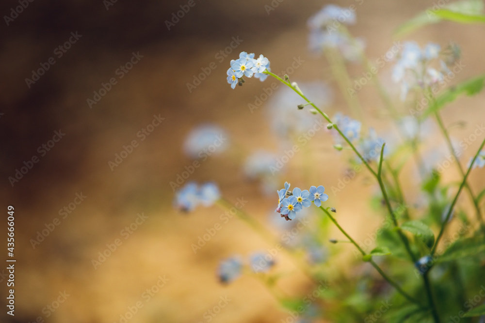 forget me not
