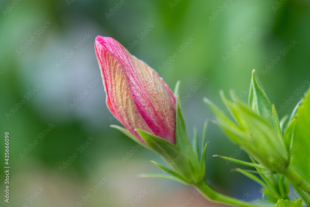 Fototapeta premium pink flower