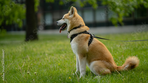 happy dog laying in grass in summer