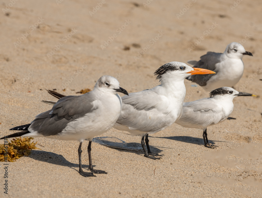 Obraz premium seagulls on the beach