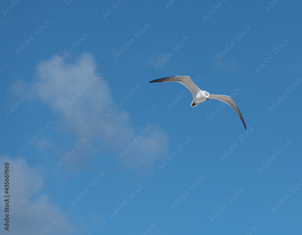 seagull in flight