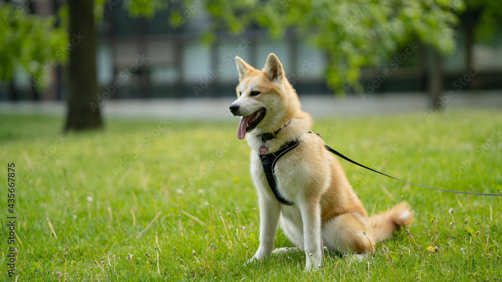happy dog laying in grass in summer happy dog laying in grass in summer