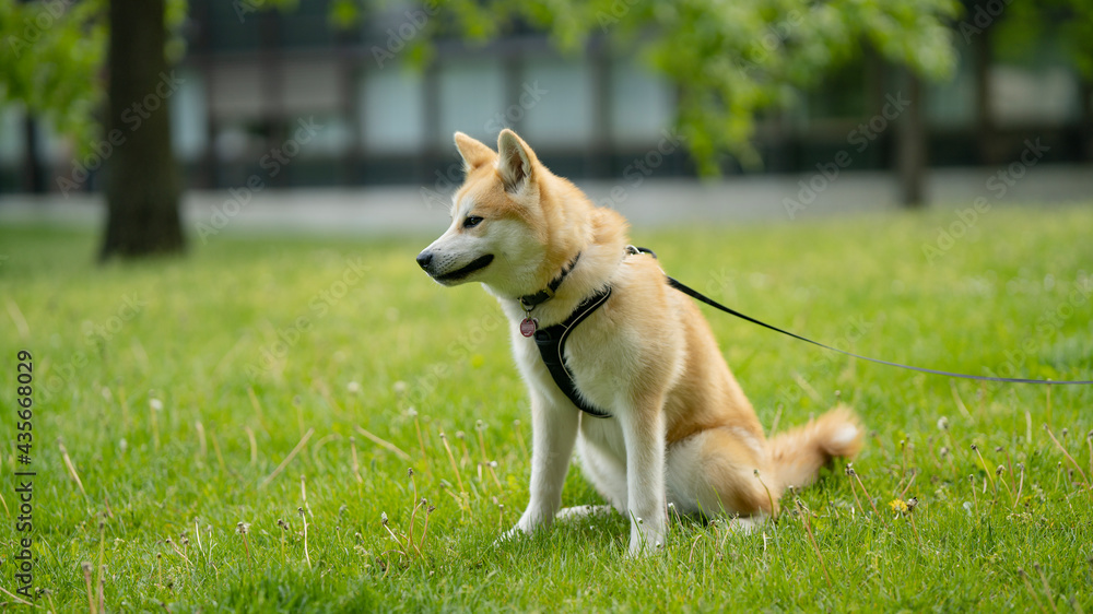 happy dog laying in grass in summer happy dog laying in grass in summer