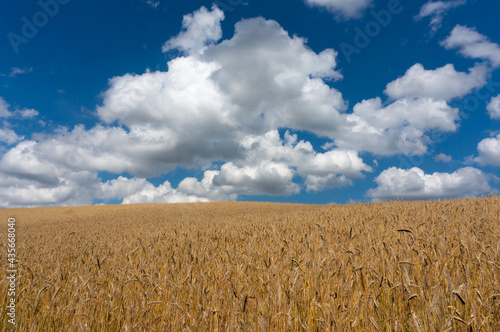 Clouds over wheat field. West Pomeranian Voivodeship  Lobez county. Wegorzyno  Poland.