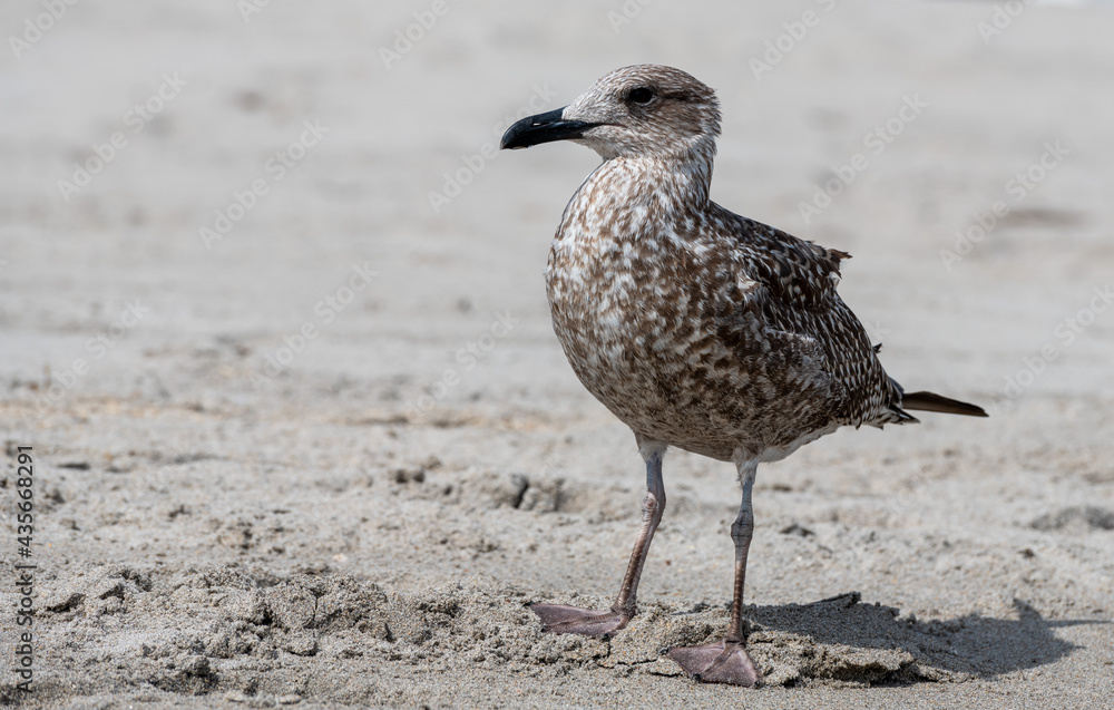 seagull on the beach seagull on the beach