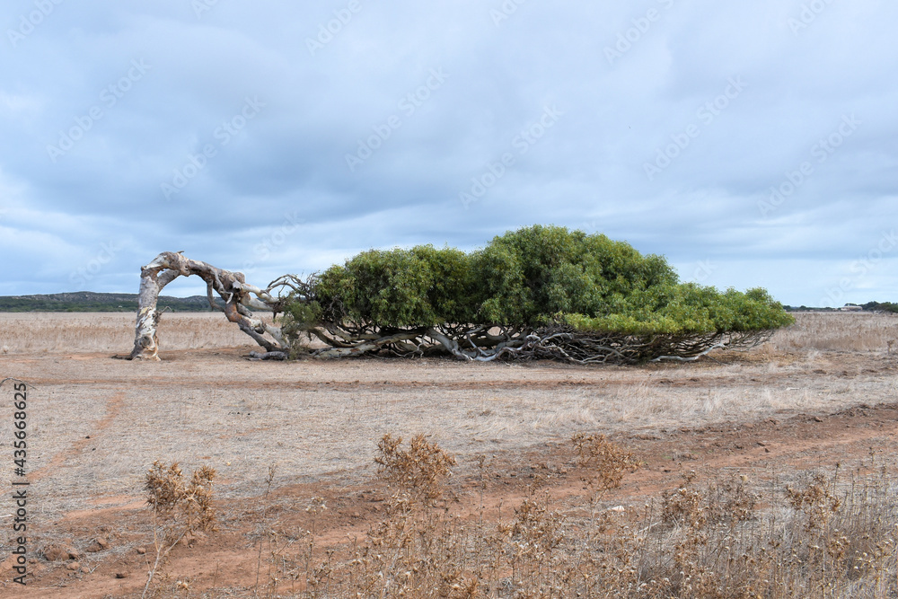 Fototapeta premium Leaning Tree in Greenough, Western Australia