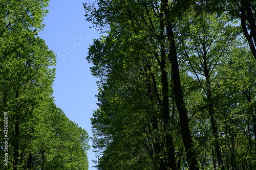 Trees in the park. Blue sky background.