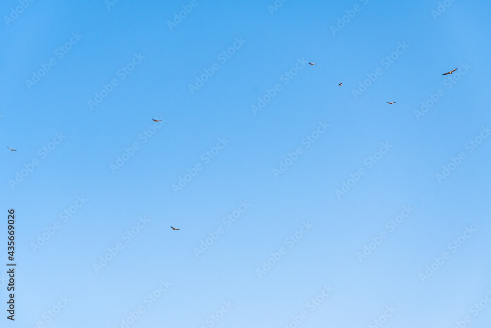 Griffon vulture spinning on the sky above Rocca del Crasto mountain, Sicily Griffon vulture spinning on the sky above Rocca del Crasto mountain, Sicily