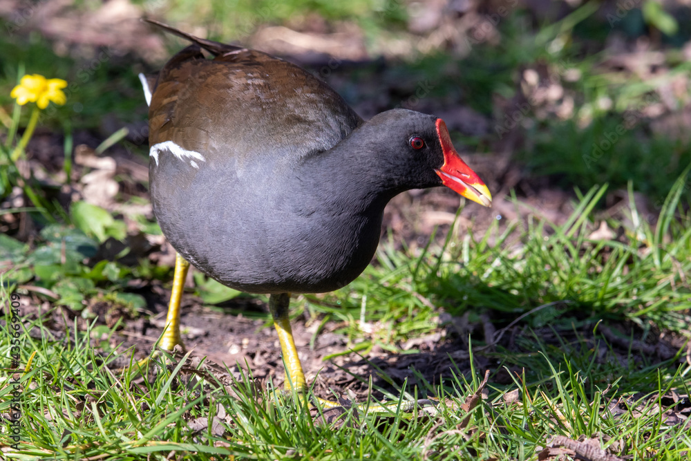 A Common moorhen Gallinula chloropus A Common moorhen Gallinula chloropus