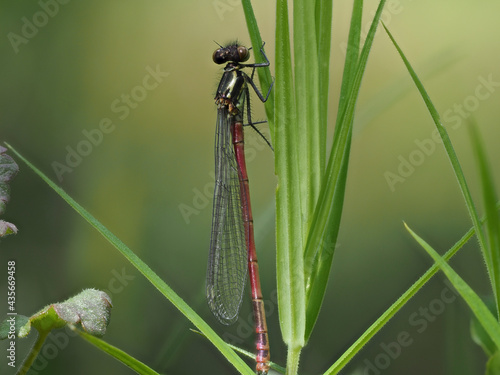 Frühe Adonislibelle (Pyrrhosoma nymphula) photo