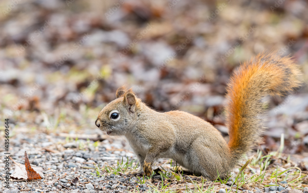 squirrel in the park squirrel in the park