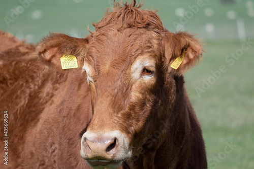 Head shot of a brown cow