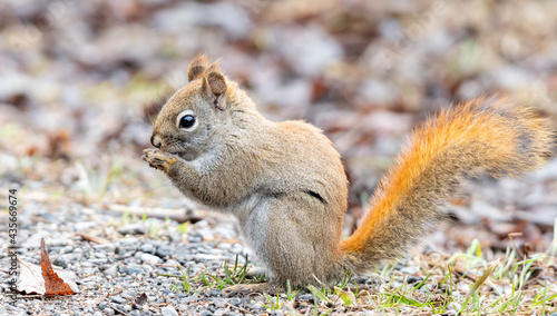 squirrel in the park