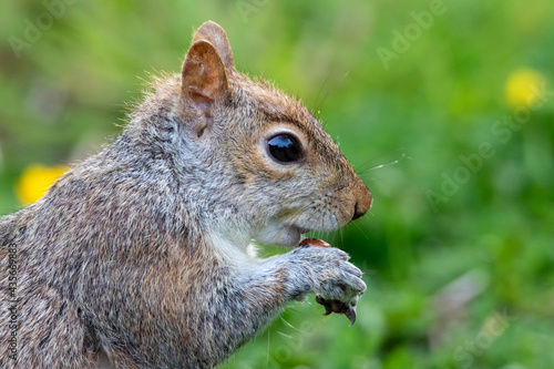 grey squirrel (Sciurus carolinensis) eating a nut c.lose up.