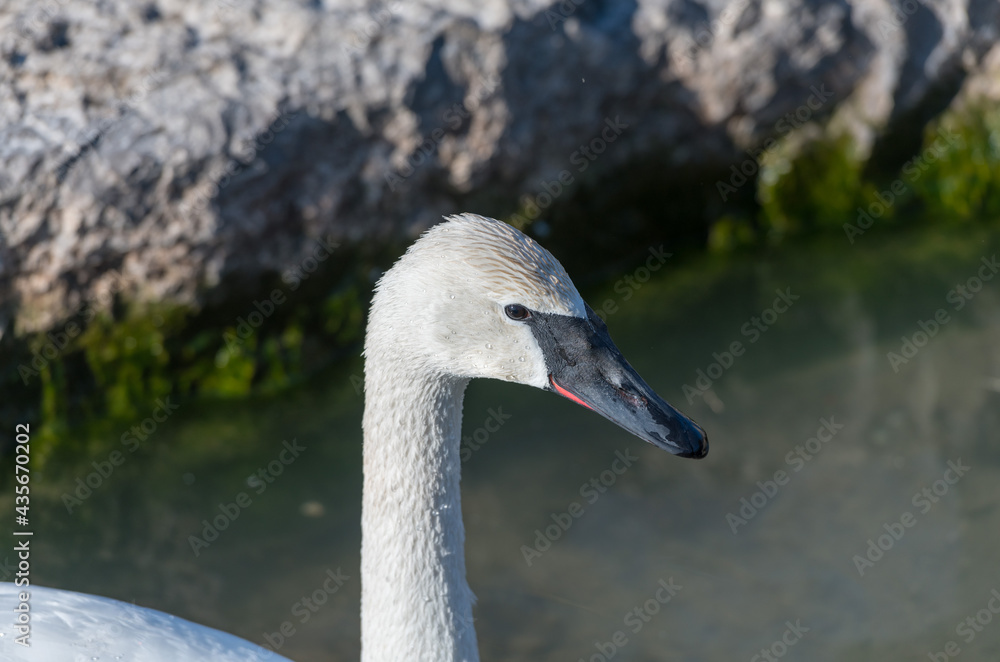 Fototapeta premium swan on the lake