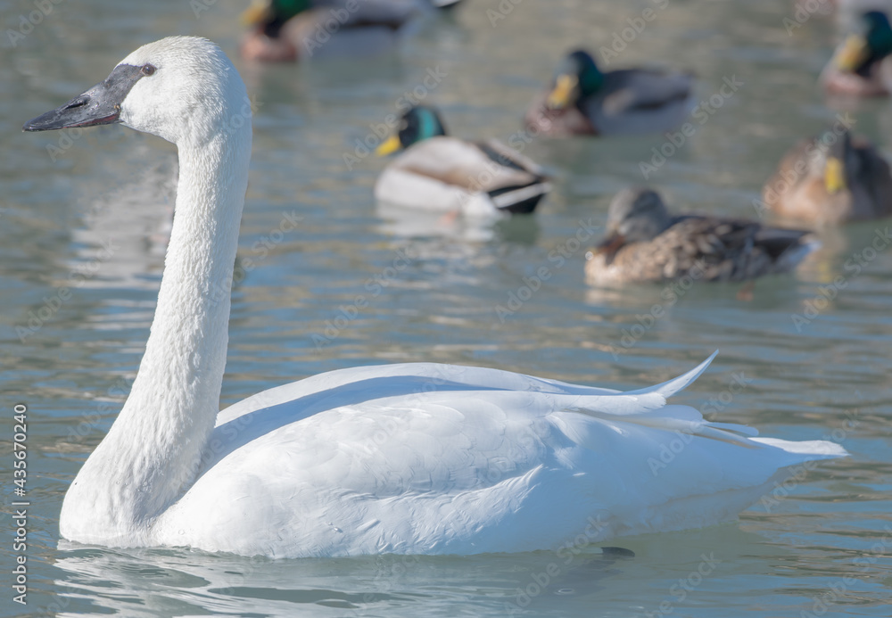 Obraz premium swans on the lake