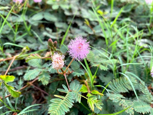 Close up flower of sensitive plant with blurry green background. Sleepy plant or the touch me not tree in green leaf. Mimosa Pudica. Selective focus.
