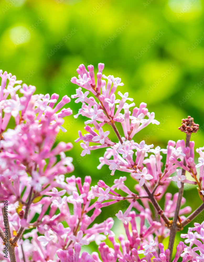 Close-up of the beautiful violet/pink flowers of the small plant Korean Lilac or Dwarf lilac lit by the sunlight, Syringa meyeri Close-up of the beautiful violet/pink flowers of the small plant Korean Lilac or Dwarf lilac lit by the sunlight, Syringa meyeri