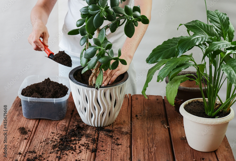 Woman's hands transplanting plant a into a new pot. Spathiphyllum, Crassula perfoliata.