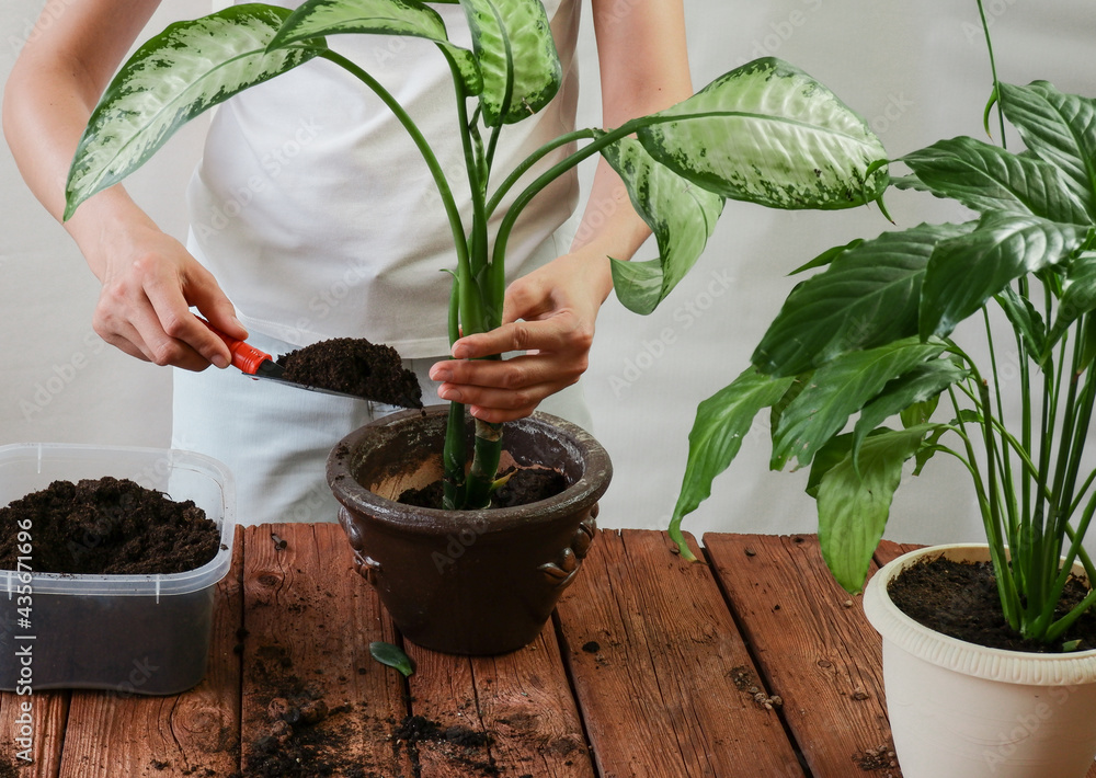 Woman's hands transplanting plant a into a new pot. Spathiphyllum, Dieffenbachia maculata.