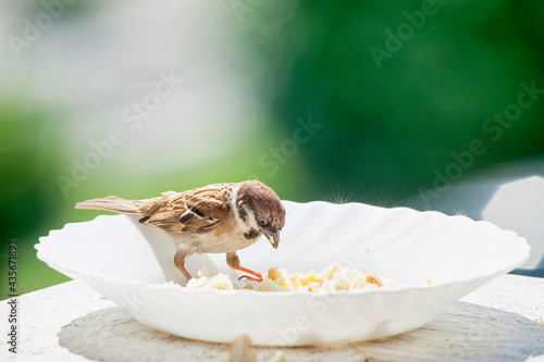 Fototapeta Naklejka Na Ścianę i Meble -  Bird on the edge of a plate, eats bread crumbs