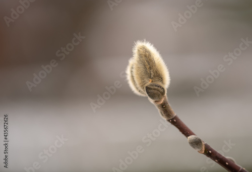 willow buds on a branch