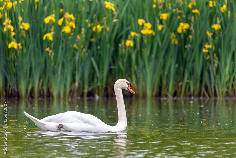 Obraz premium Cigno nel laghetto
