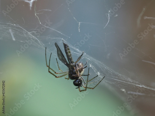 Spinne mit Beute in der Eifel photo