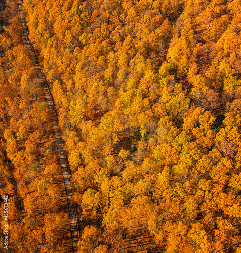 Aerial view on the forest in autumn