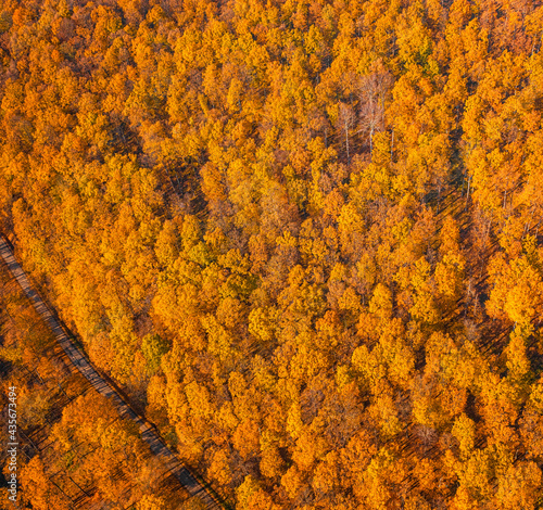Aerial view on the forest i...