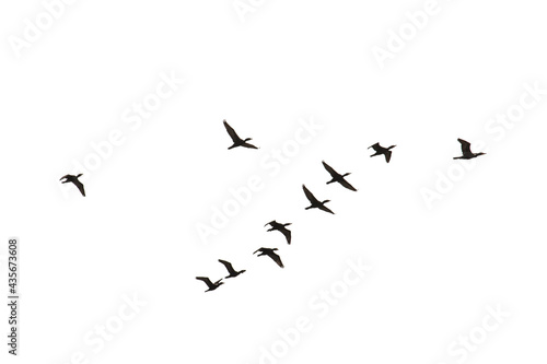 A flock of black Cormorants flying in V formation isolated on a white sky suitable for compositing