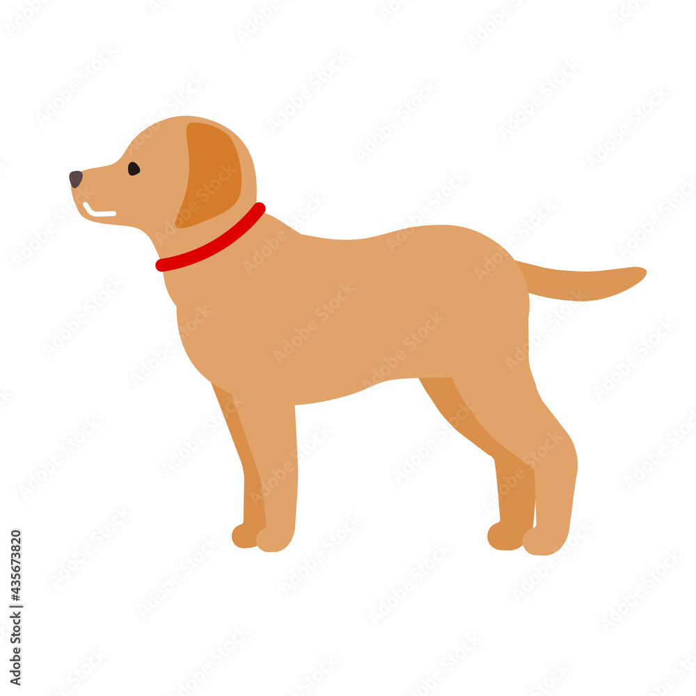 柴犬 柴犬
