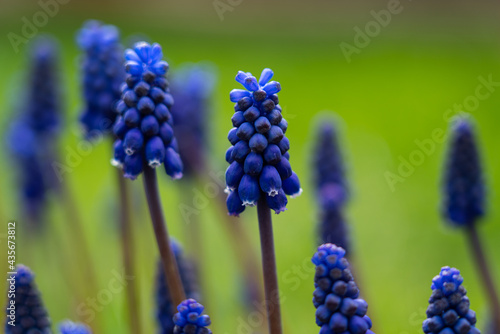 Lots of grape hyacinths on a meadow, blue plants on a green meadow with focus in the middle 