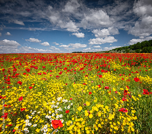 Nice colorful poppy field in spring