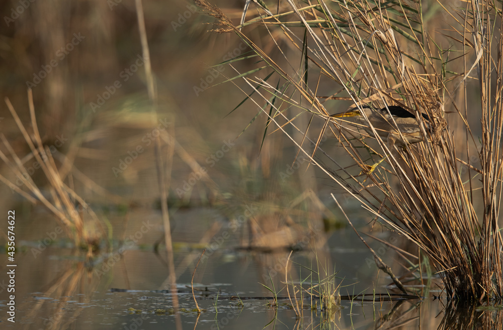 Little Bittern inside the reeds at Asker marsh, Bahrain Little Bittern inside the reeds at Asker marsh, Bahrain