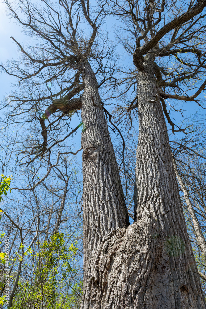 Fototapeta premium A huge oak tree rests its branches against the sky