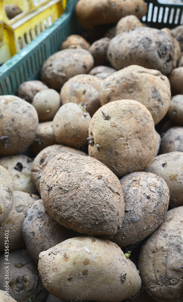 Close up picture of bad potatoes, selective focus. Close up picture of bad potatoes, selective focus.