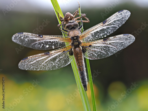 Vierfleck  (Libellula quadrimaculata) photo