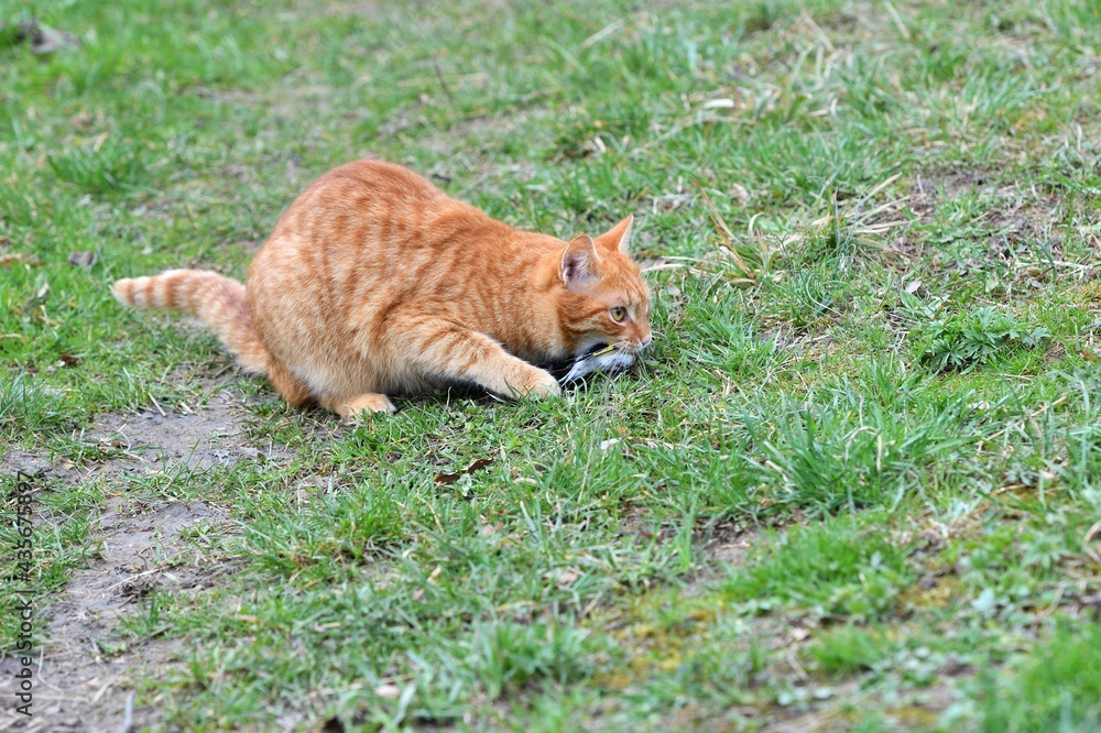Domestic cats have an instinct by nature to hunt small garden birds