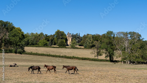 horses in the field © Jeroen Kleiberg