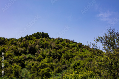 trees in the forest