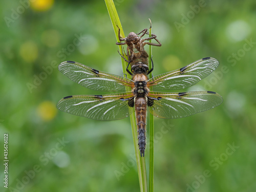 Vierfleck  (Libellula quadrimaculata) photo