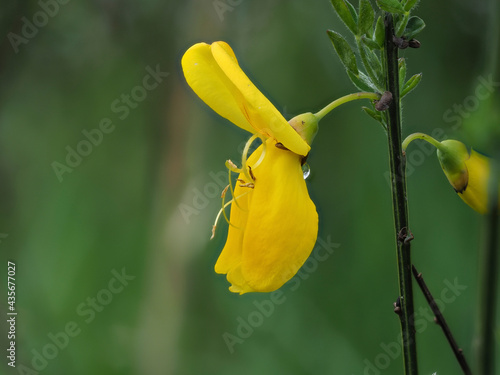 Besenginster (Cytisus scoparius) photo