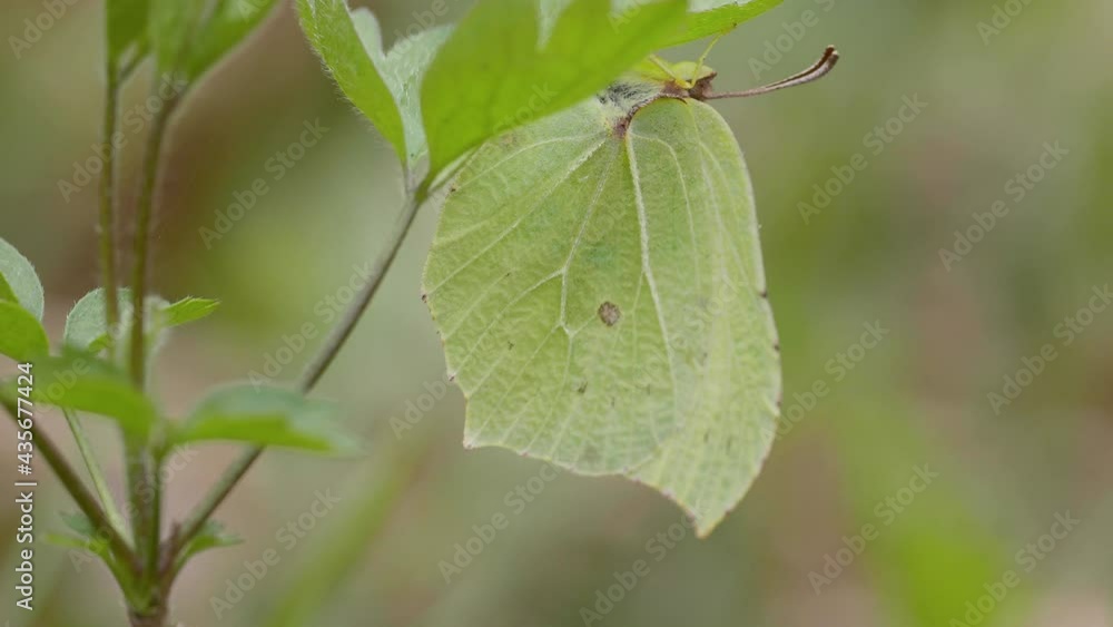 Female Brimstone Resting Under a Leaf Camouflaged. Female Brimstone Resting Under a Leaf Camouflaged.