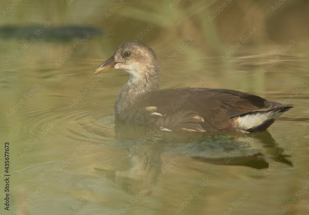 Juvenile Common Moorhen at Asker marsh, Bahrain Juvenile Common Moorhen at Asker marsh, Bahrain