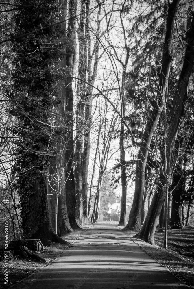 Trees in a park with rays of light and shadows on the ground. Black and white image. of a park alley.