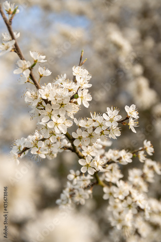 Obraz na płótnie Spring blackthorn flower close up