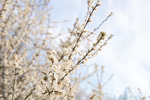 Spring blackthorn flower